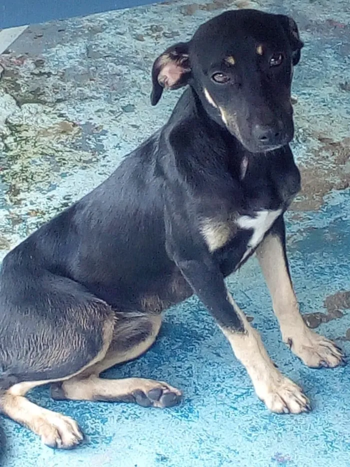 Cachorro ra a SRD idade 7 a 11 meses nome Lua