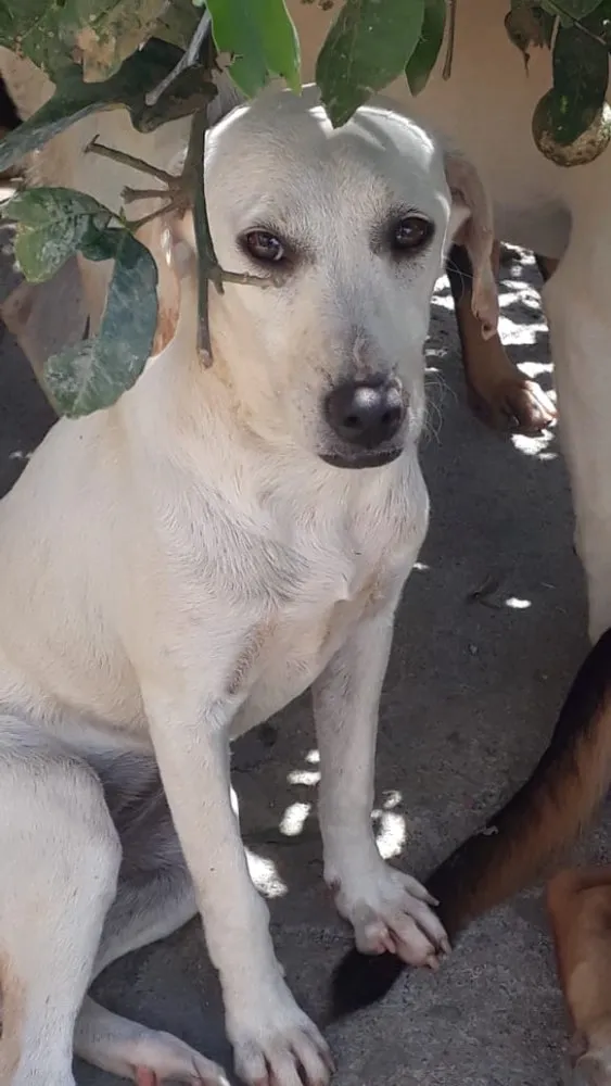 Cachorro ra a SRD idade 7 a 11 meses nome Juju