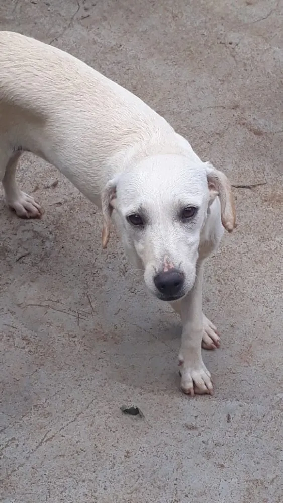 Cachorro ra a SRD idade 7 a 11 meses nome Juju