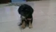 Doli
