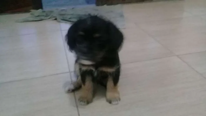 Cachorro raça  idade 2 a 6 meses nome Doli