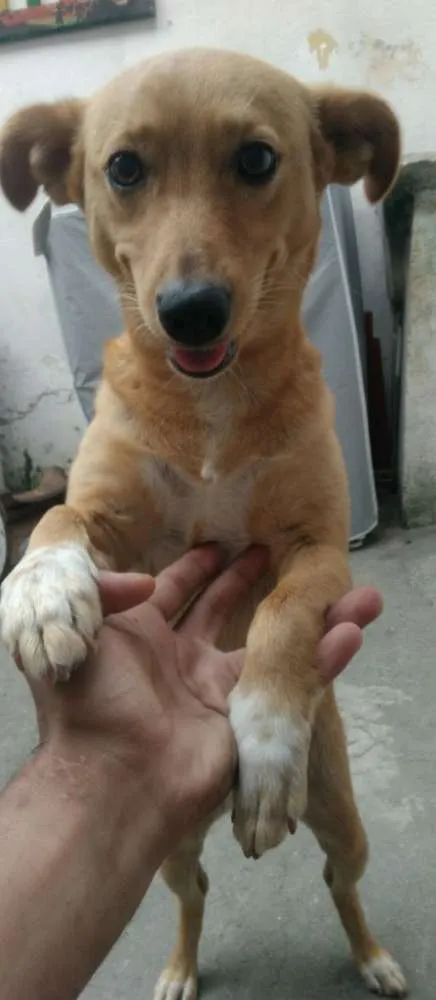 Cachorro raça SRD idade 3 anos nome Label