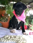 Cora