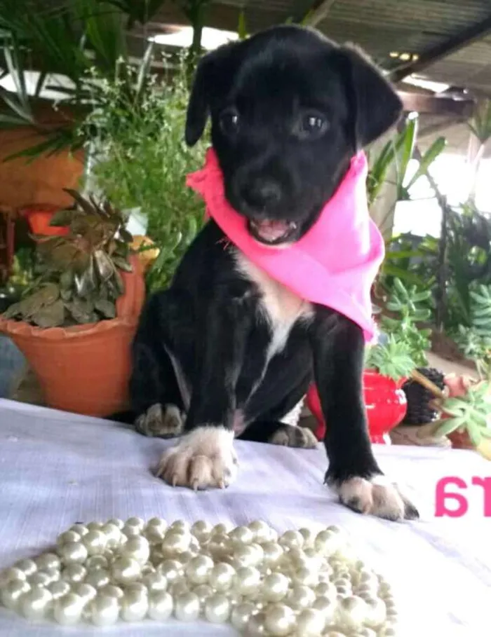 Cachorro ra a  idade Abaixo de 2 meses nome Cora