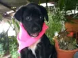 Cora