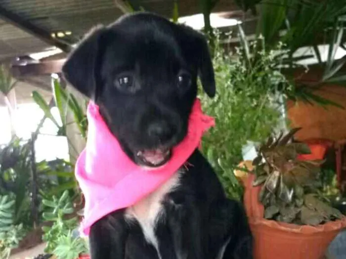 Cachorro ra a  idade Abaixo de 2 meses nome Cora
