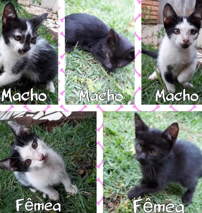 Gato ra a Sem raça idade 2 a 6 meses nome Sem nome