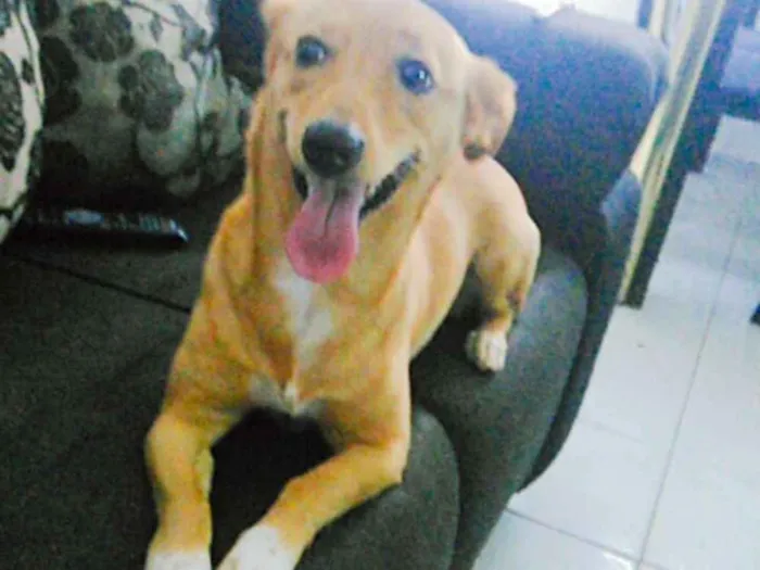 Cachorro raça SRD idade 3 anos nome Label