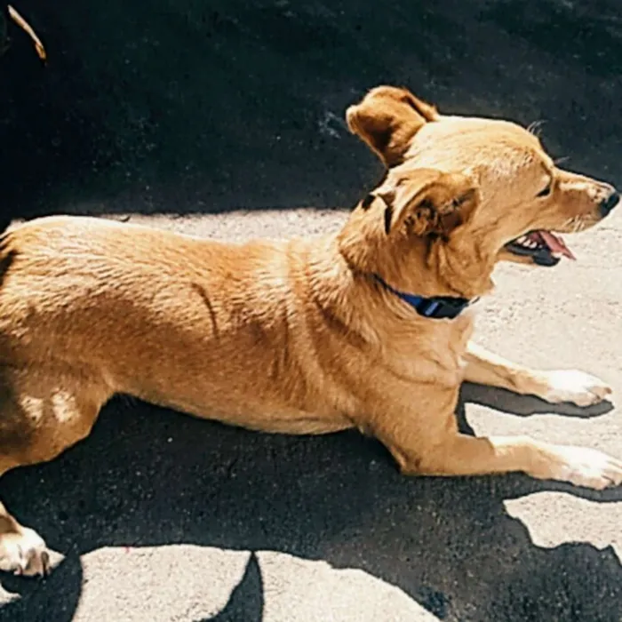 Cachorro raça SRD idade 3 anos nome Label