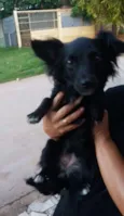 Teca 