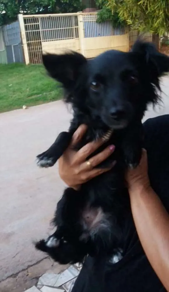Cachorro ra a SRD idade 1 ano nome Teca 
