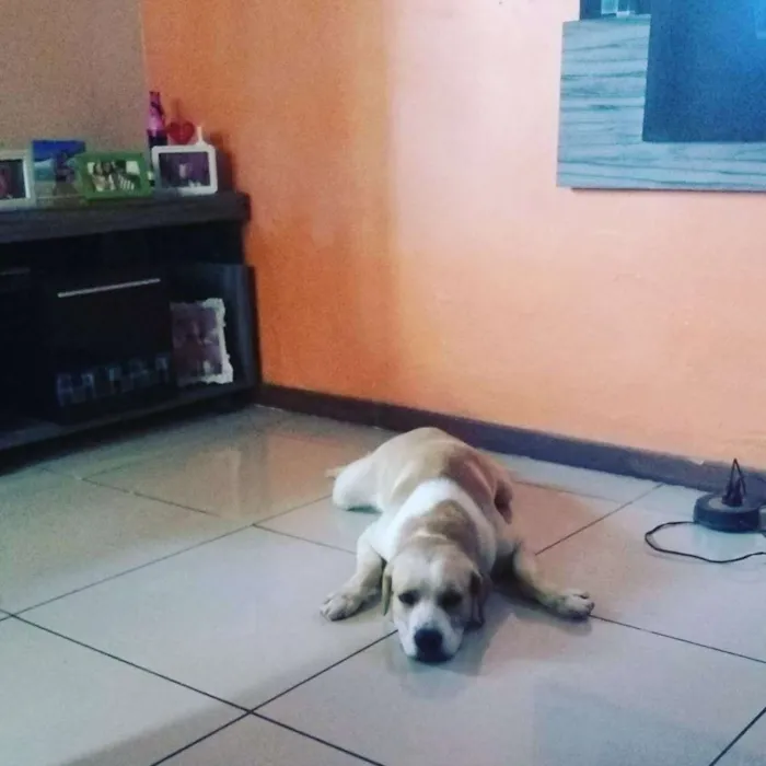 Cachorro ra a Labrador idade 3 anos nome Fred