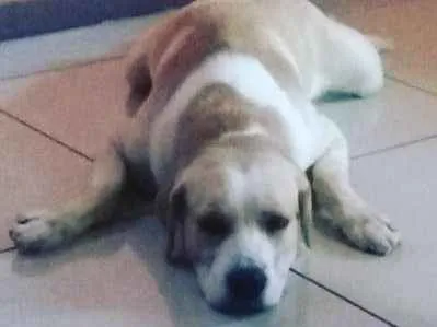 Cachorro ra a Labrador idade 3 anos nome Fred