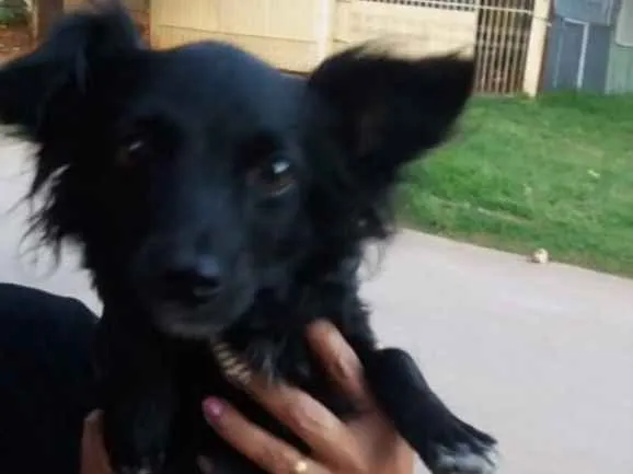 Cachorro ra a SRD idade 1 ano nome Teca 