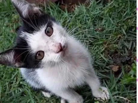 Gato ra a Sem raça idade 2 a 6 meses nome Sem nome