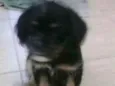 Doli