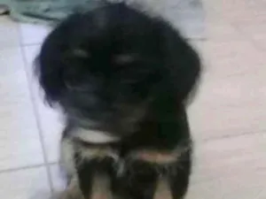 Cachorro raça  idade 2 a 6 meses nome Doli