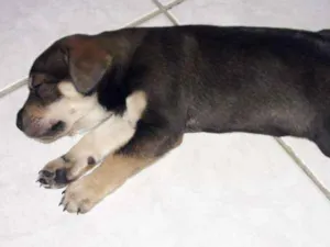 Cachorro raça Vira lata  idade Abaixo de 2 meses nome Sem nome 