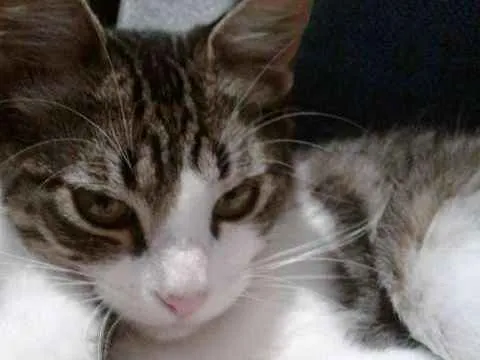 Gato ra a  idade 2 a 6 meses nome Belinha
