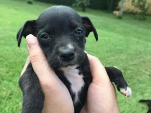Cachorro raça Sem Raça Definida idade Abaixo de 2 meses nome Sem nome ainda