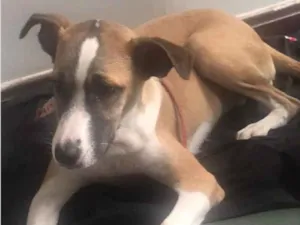 Cachorro raça SRD idade 2 a 6 meses nome Bela 