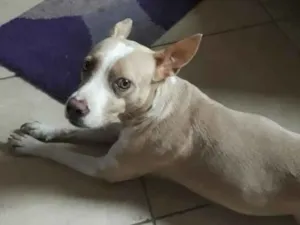 Cachorro raça PIT BUL MISTURADA idade 4 anos nome LUNA