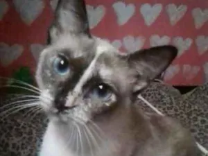 Gato raça Ciames  idade 2 a 6 meses nome Mimi