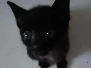 Gato raça  idade 2 a 6 meses nome Tapioca