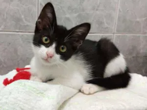 Gato raça SRD idade 2 a 6 meses nome July