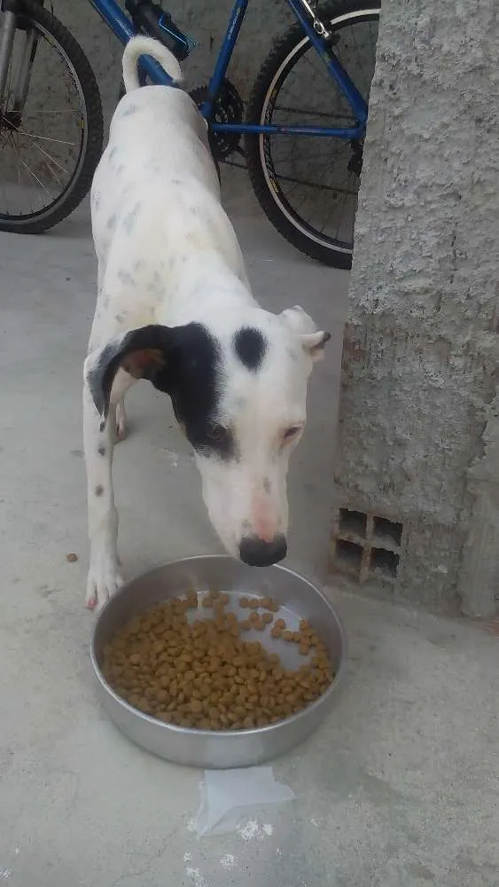 Cachorro raça Dálmata com Vira lata idade 1 ano nome Akira