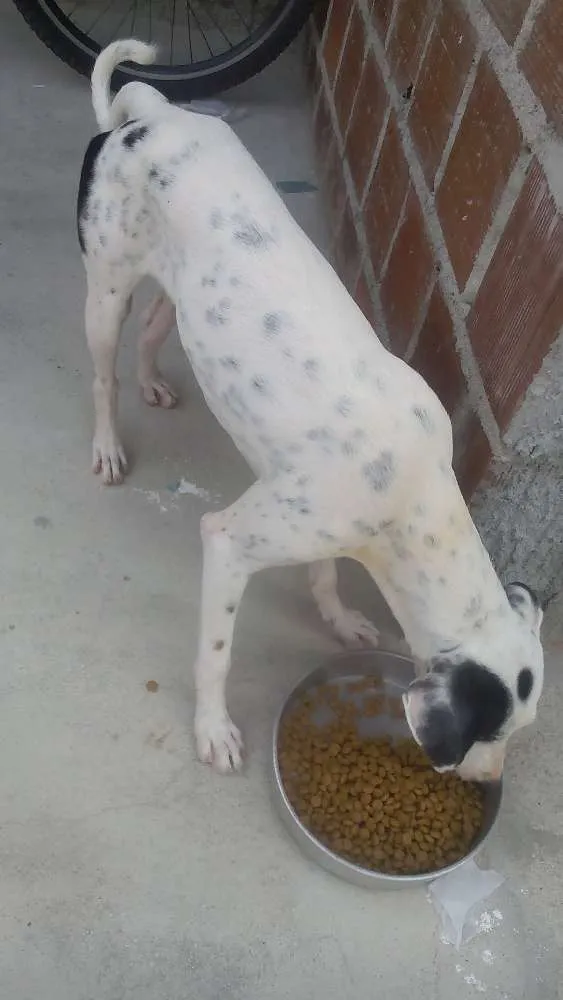 Cachorro raça Dálmata com Vira lata idade 1 ano nome Akira