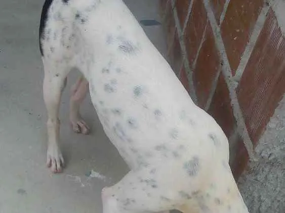 Cachorro raça Dálmata com Vira lata idade 1 ano nome Akira