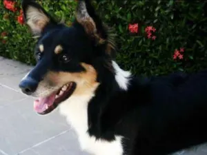 Cachorro raça Vira lata idade 6 ou mais anos nome Luna 
