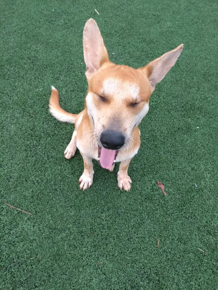 Cachorro ra a Cão da Carolina idade 2 a 6 meses nome Cemk