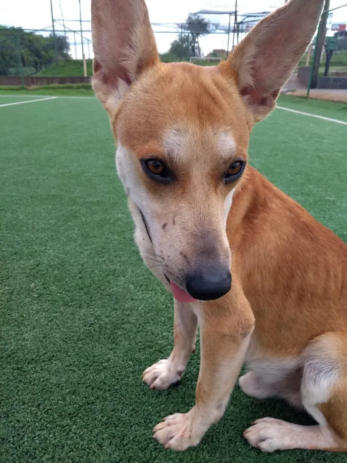 Cachorro ra a Cão da Carolina idade 2 a 6 meses nome Cemk