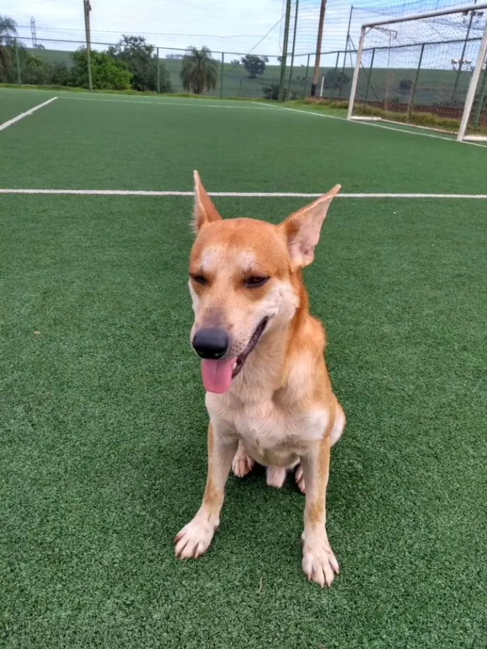 Cachorro ra a Cão da Carolina idade 2 a 6 meses nome Cemk