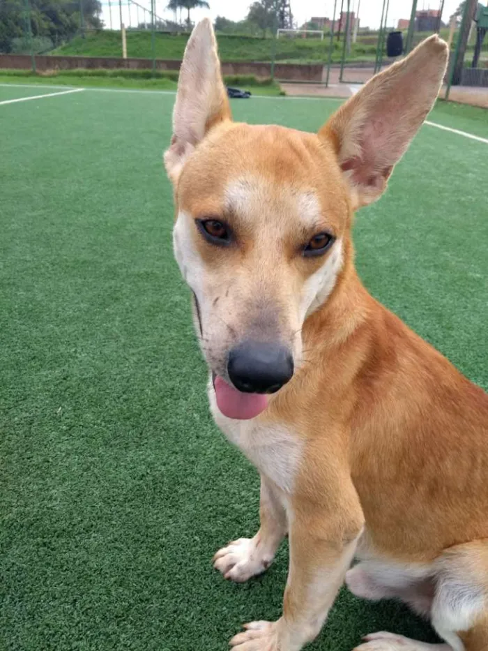 Cachorro ra a Cão da Carolina idade 2 a 6 meses nome Cemk