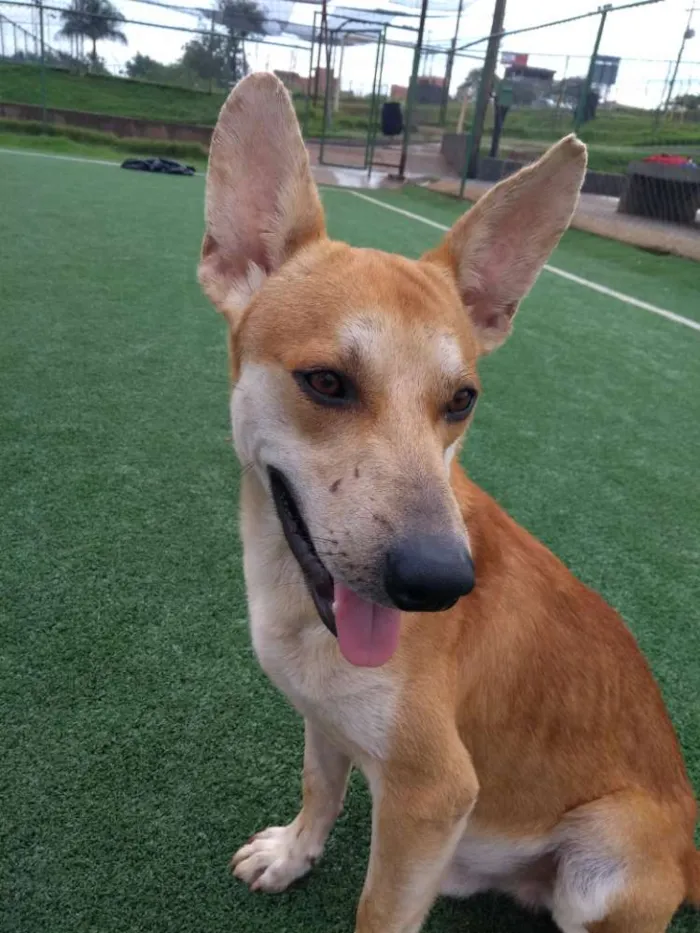 Cachorro ra a Cão da Carolina idade 2 a 6 meses nome Cemk