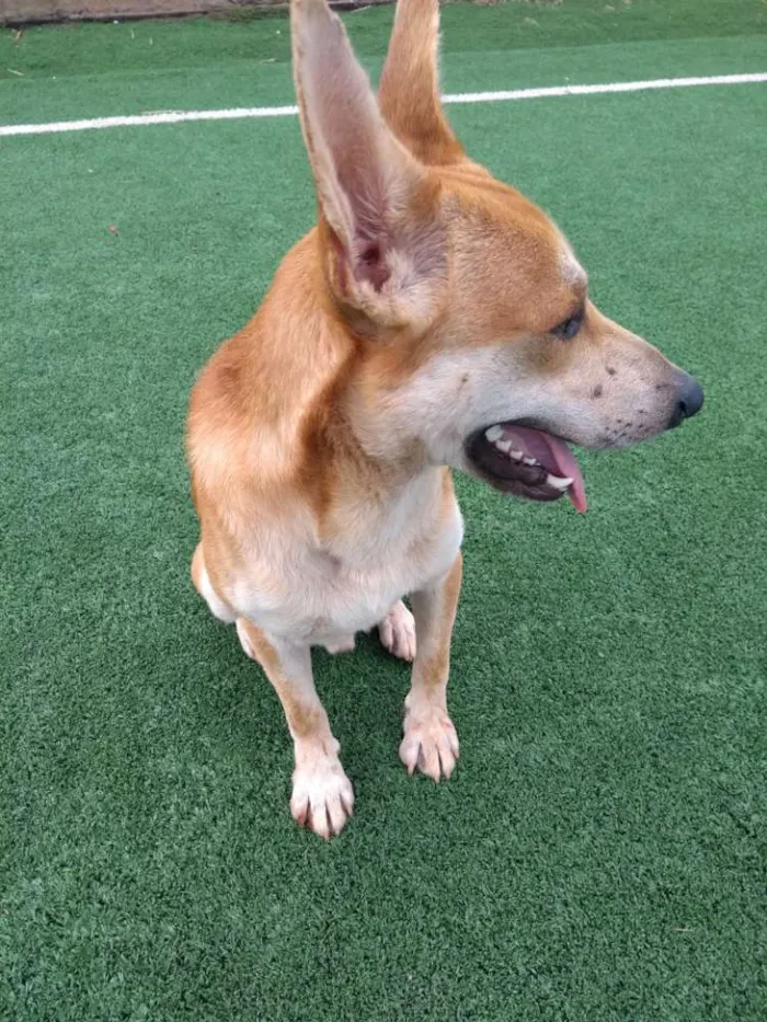 Cachorro ra a Cão da Carolina idade 2 a 6 meses nome Cemk