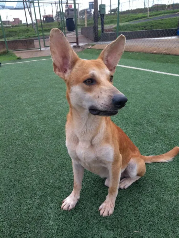 Cachorro ra a Cão da Carolina idade 2 a 6 meses nome Cemk