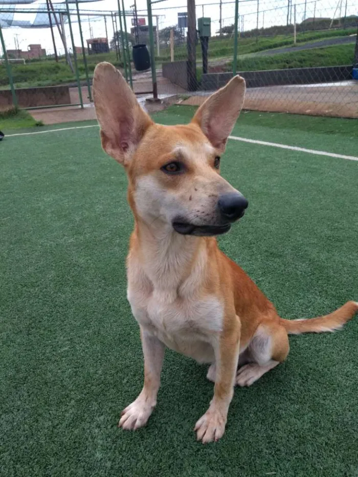 Cachorro ra a Cão da Carolina idade 2 a 6 meses nome Cemk