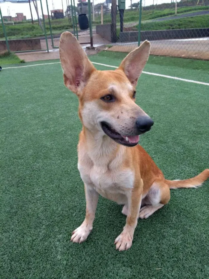 Cachorro ra a Cão da Carolina idade 2 a 6 meses nome Cemk