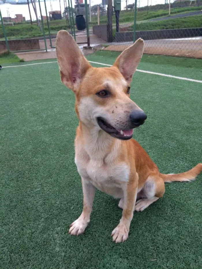 Cachorro ra a Cão da Carolina idade 2 a 6 meses nome Cemk