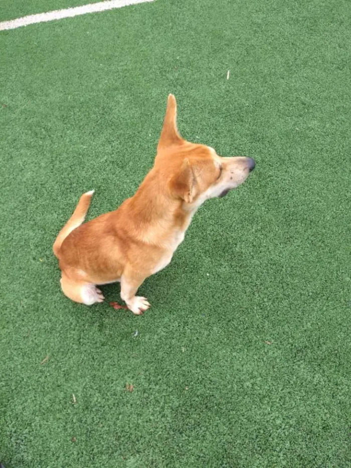 Cachorro ra a Cão da Carolina idade 2 a 6 meses nome Cemk