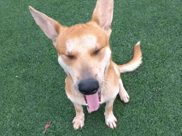 Cachorro ra a Cão da Carolina idade 2 a 6 meses nome Cemk