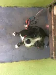 Pipoca