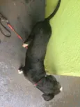 Pipoca