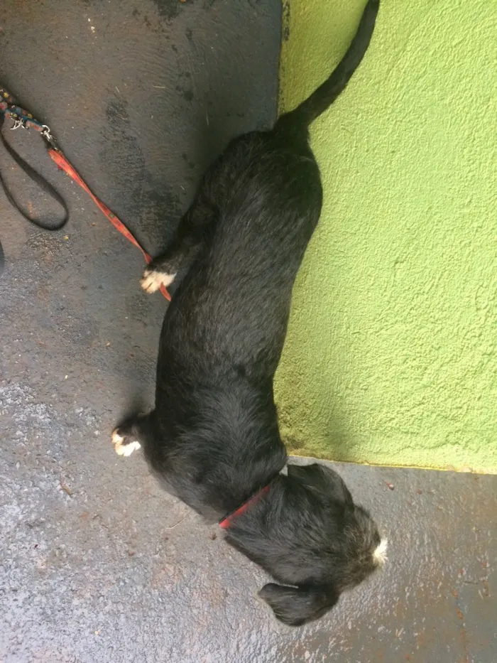 Cachorro ra a Vira-lata misturado.  idade 7 a 11 meses nome Pipoca
