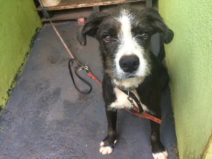 Cachorro ra a Vira-lata misturado.  idade 7 a 11 meses nome Pipoca