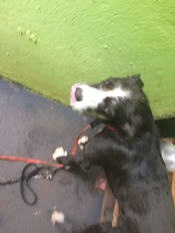 Cachorro ra a Vira-lata misturado.  idade 7 a 11 meses nome Pipoca